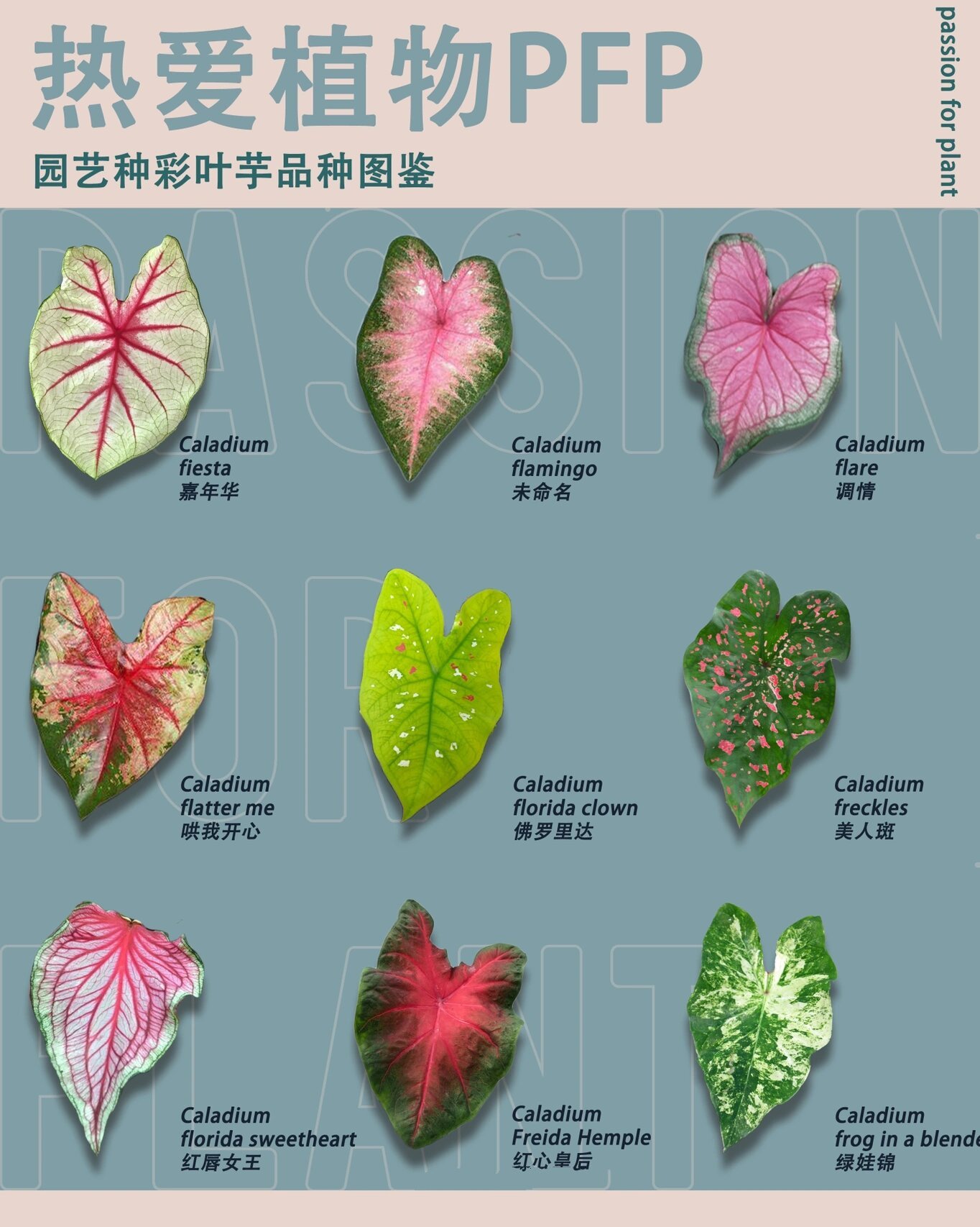 122品种 全网最全彩叶芋属图鉴(上) 为什么这么久没有发品种图鉴了?