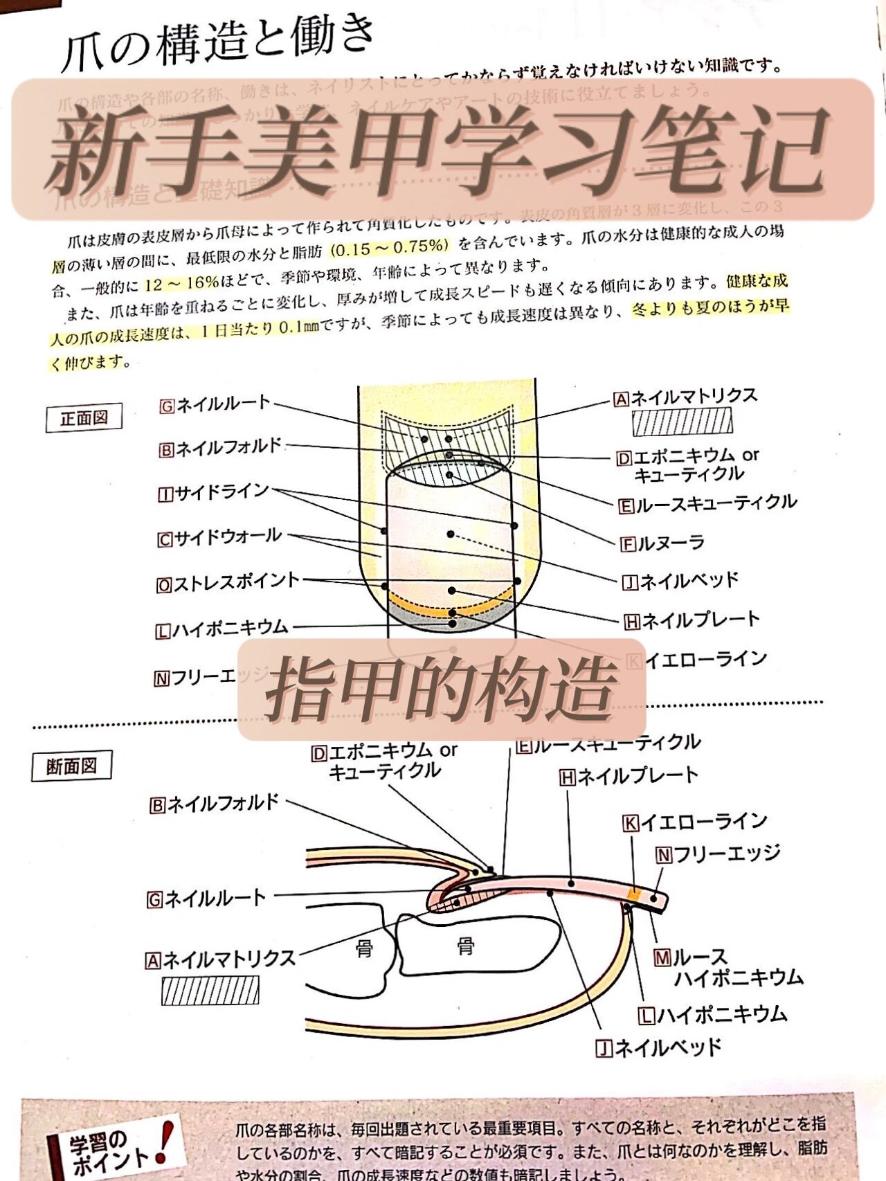 指甲构造解析图图片