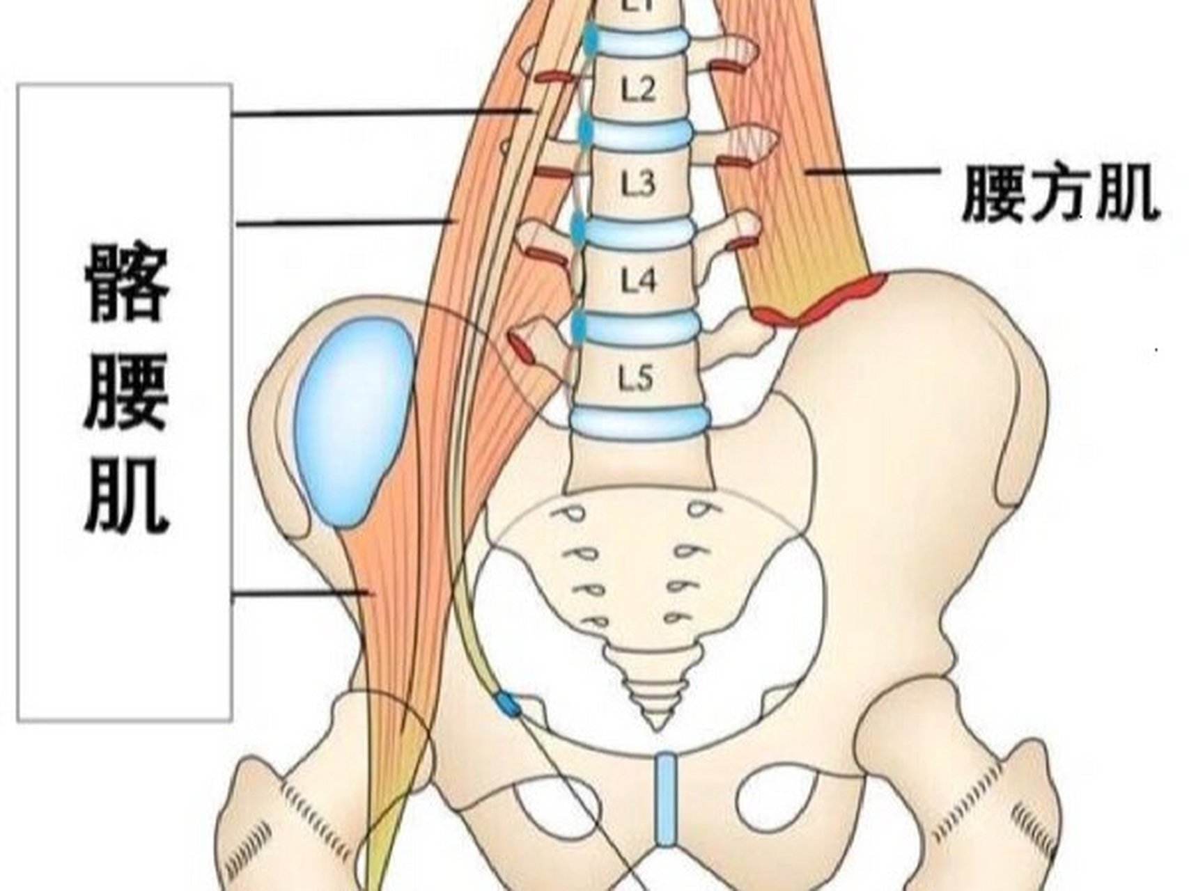 跷二郎腿骨盆图片