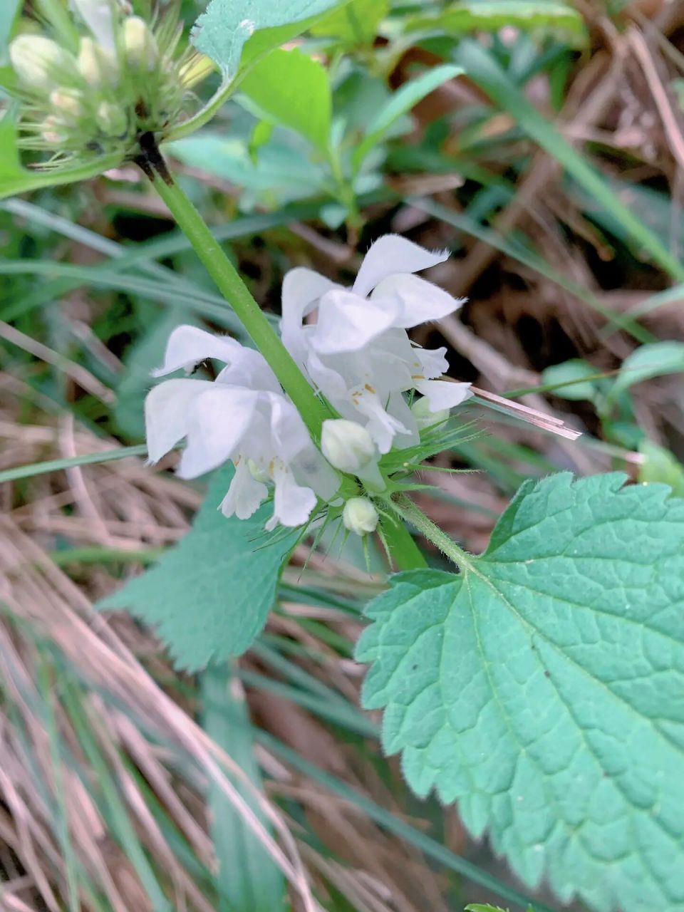 是唇形科,野芝麻属多年生植物. 	 别名:地蚤,野藿香,山麦胡.
