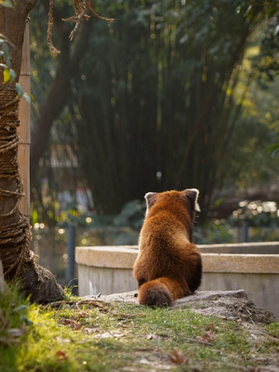 小熊猫96 |阳光 草地 还有圆滚滚的背影 小熊猫太可爱啦 上次去上动