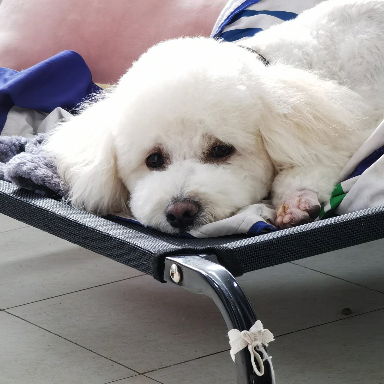 比熊和泰迪的宝宝竟然是白色泰迪熊! 像比熊一样憨,又像泰迪一样聪明