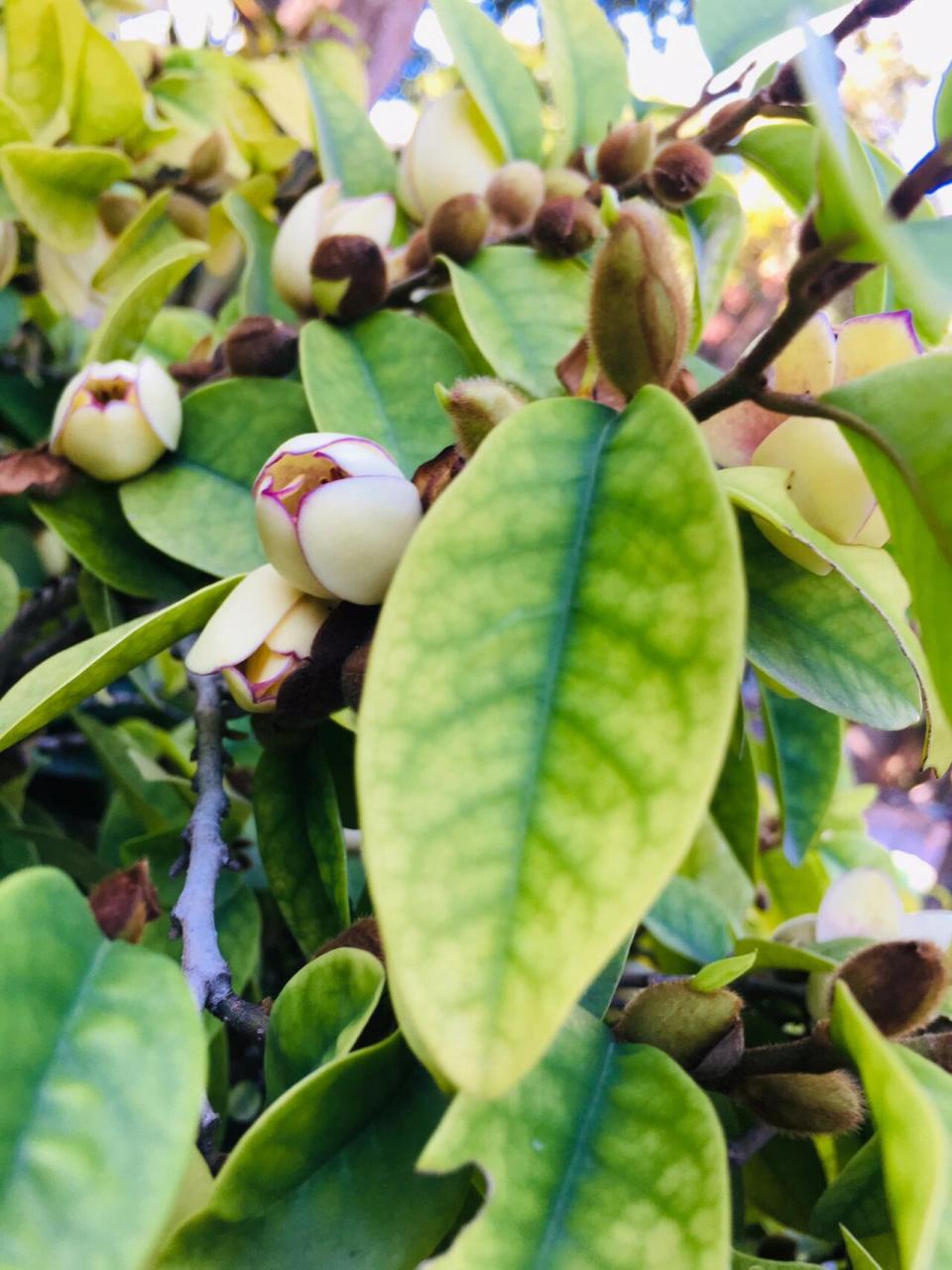 含笑花寓意含蓄,暗示含笑花开放时香气浓郁,但不张扬,开而不放,似笑而