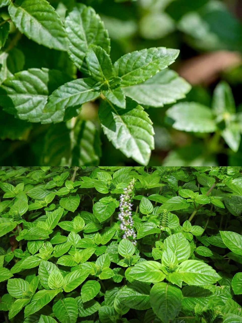 香草植物档案丨仙草:夏天消暑的烧仙草原料 seed可持续生活实验室