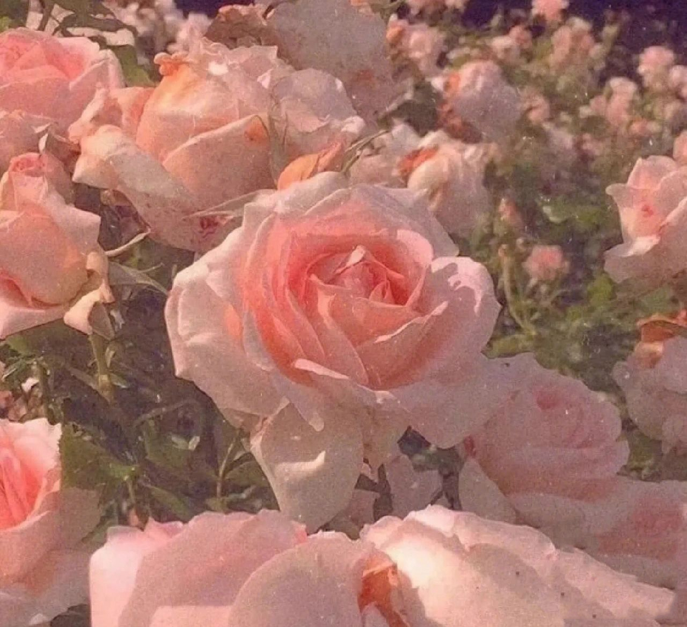 玫瑰花头像 玫瑰花头像