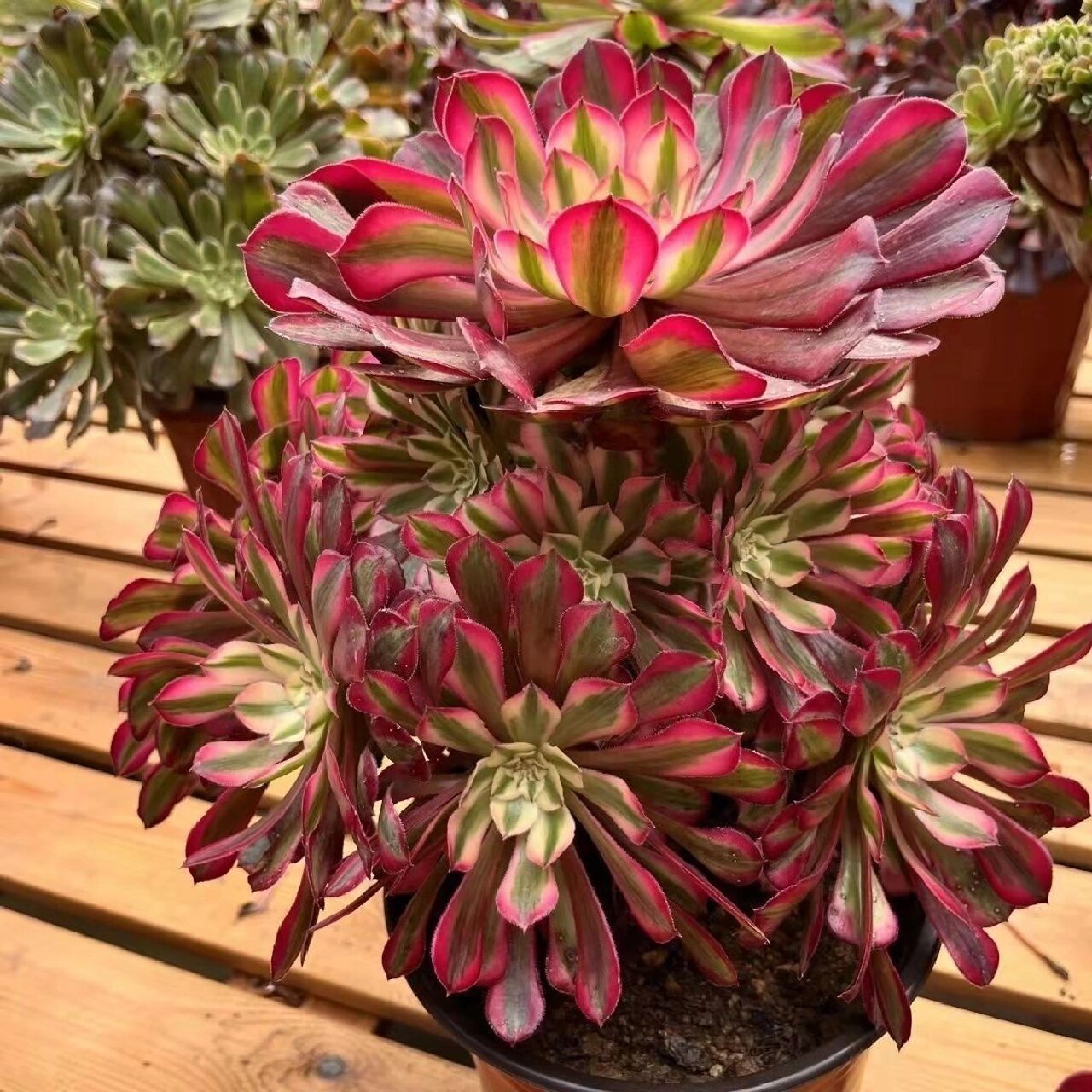 多肉植物法师系列 法师种类分为:众赞曲,普通黑法师,黑法师原始种,墨