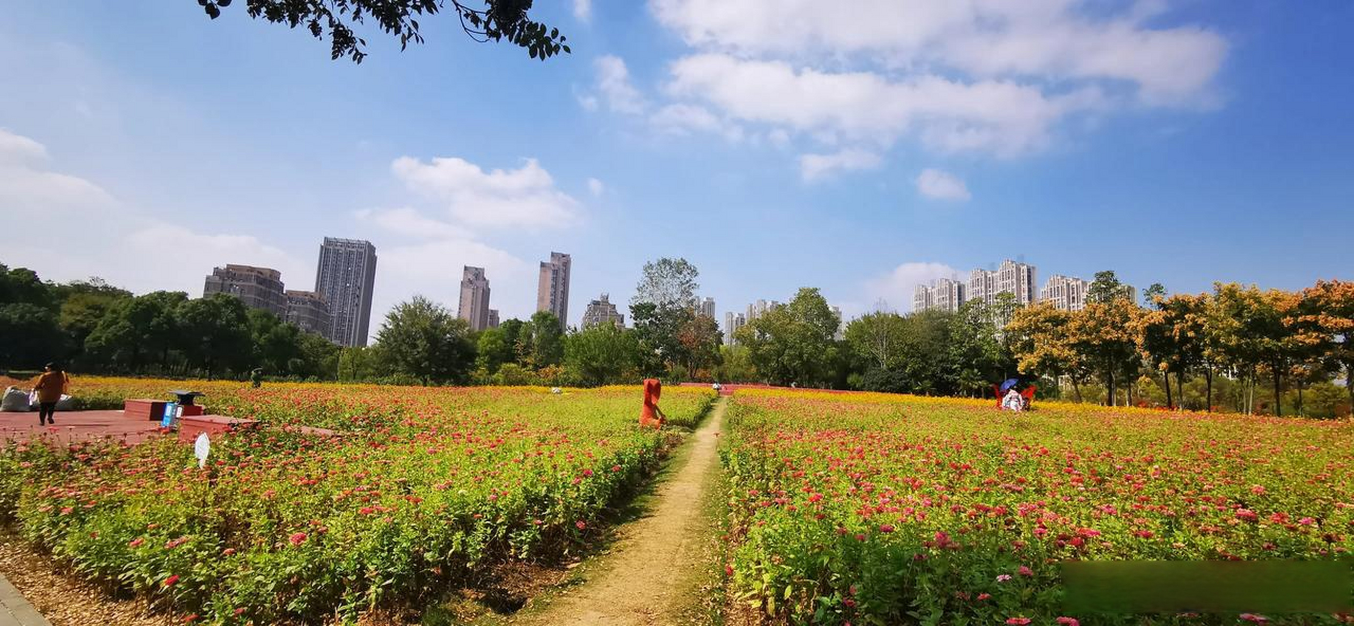 公园里的花都开了图片