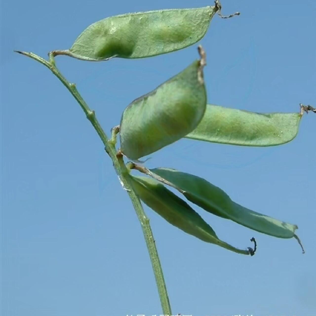 苕芽野菜图片图片