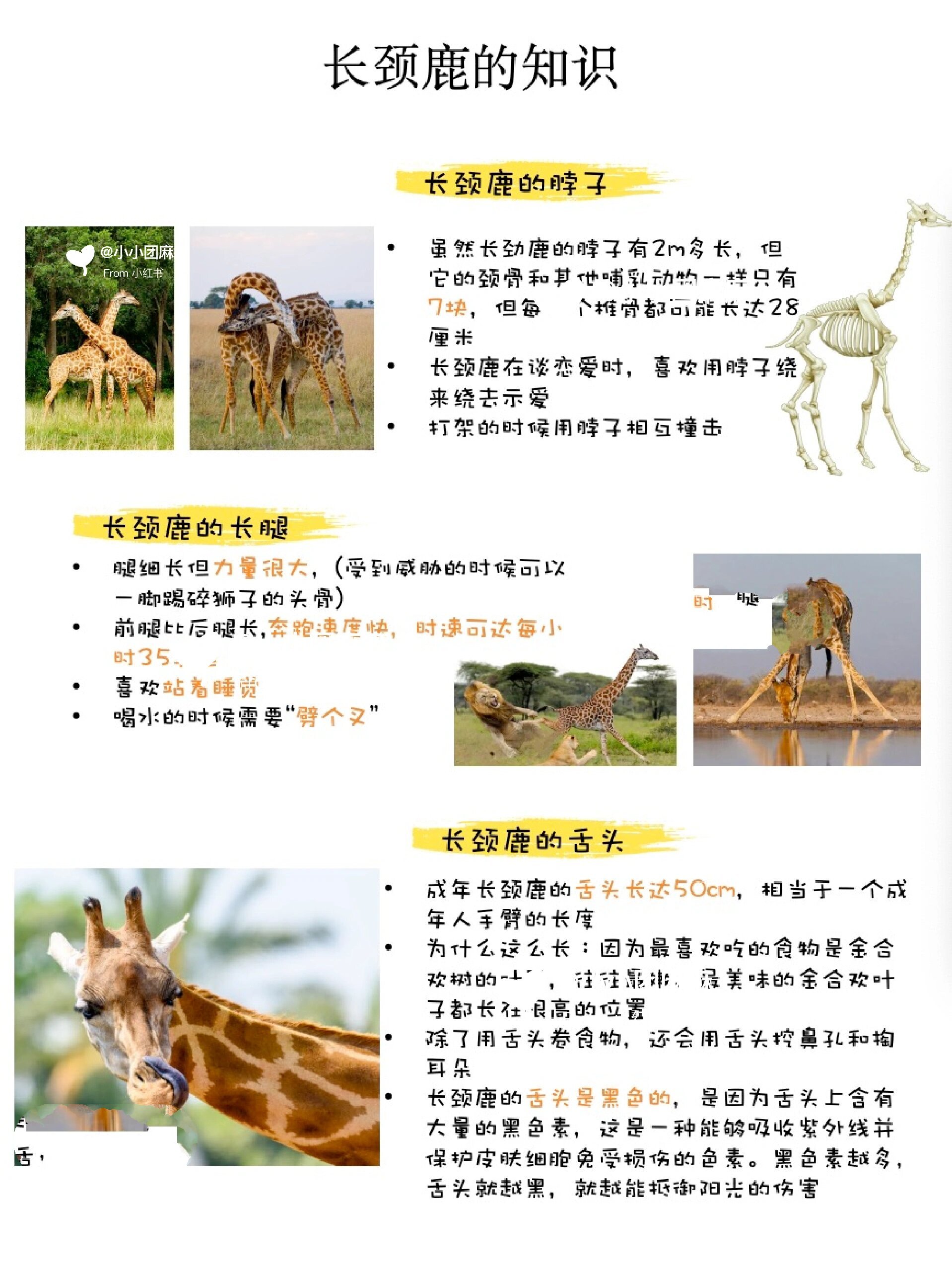 🦒长颈鹿科普知识❗身体结构,特征,拓展