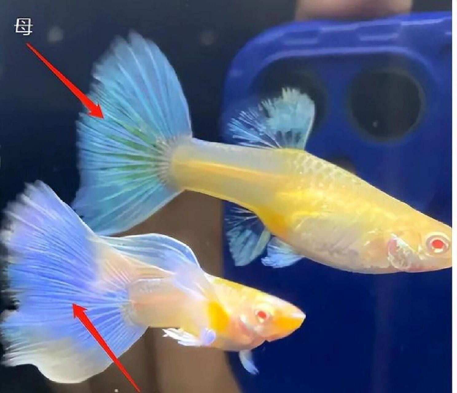 孔雀鱼辨别公母图解