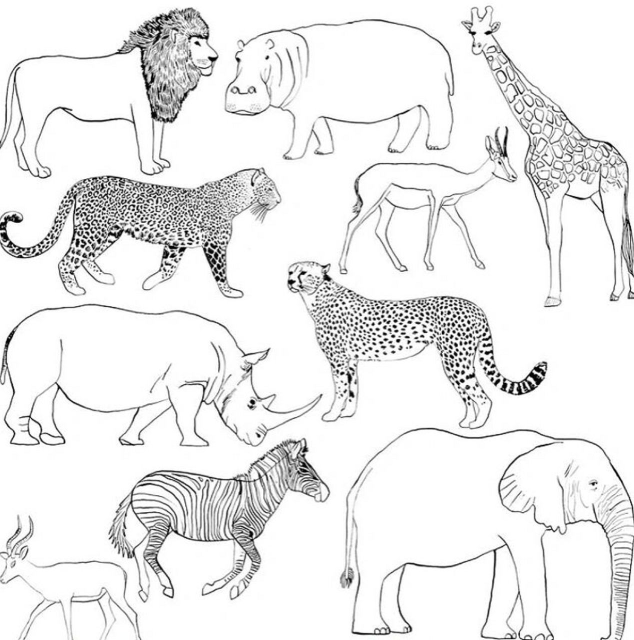 简笔画-动物简笔画-大象-山羊-豹子-狮子 有详细图哦 赶紧关注啦