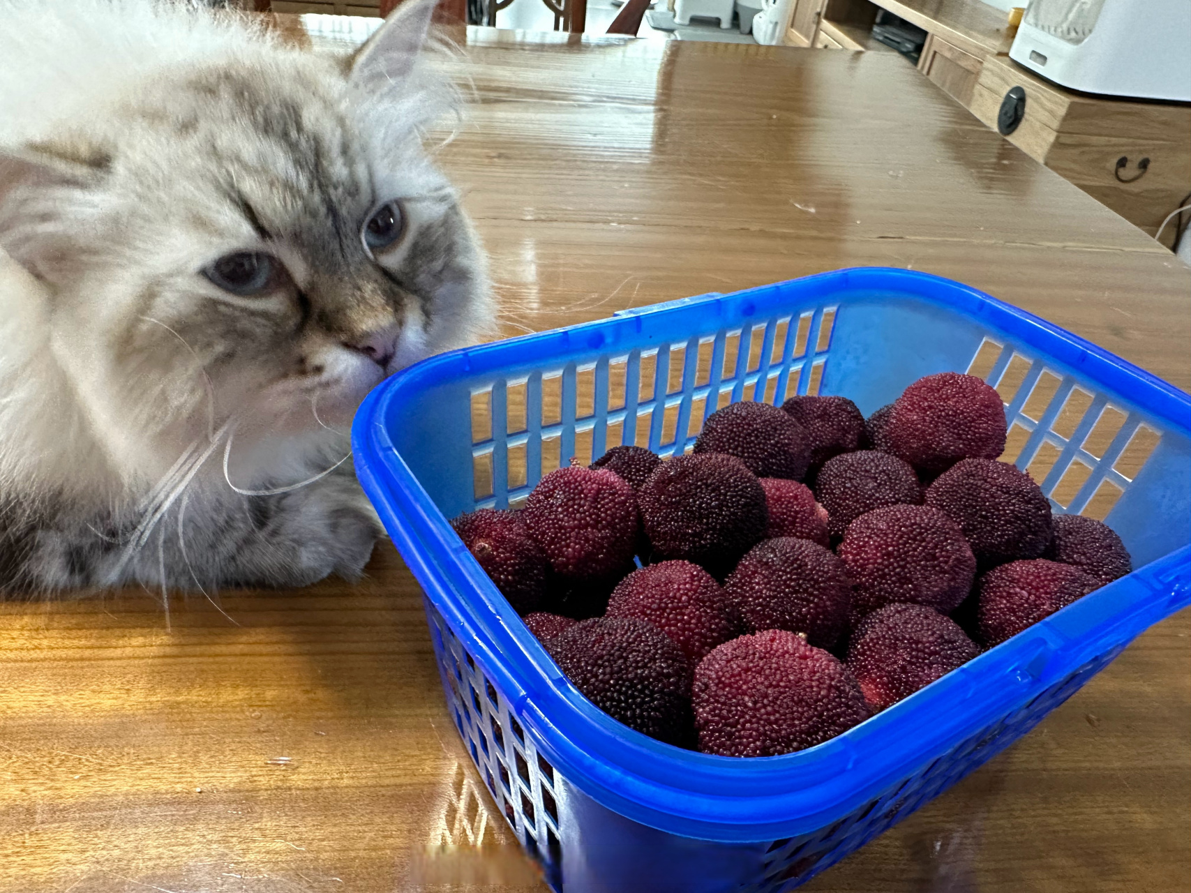 天气太热了,还是吹空调吃杨梅追剧吧,这次是东魁杨梅.