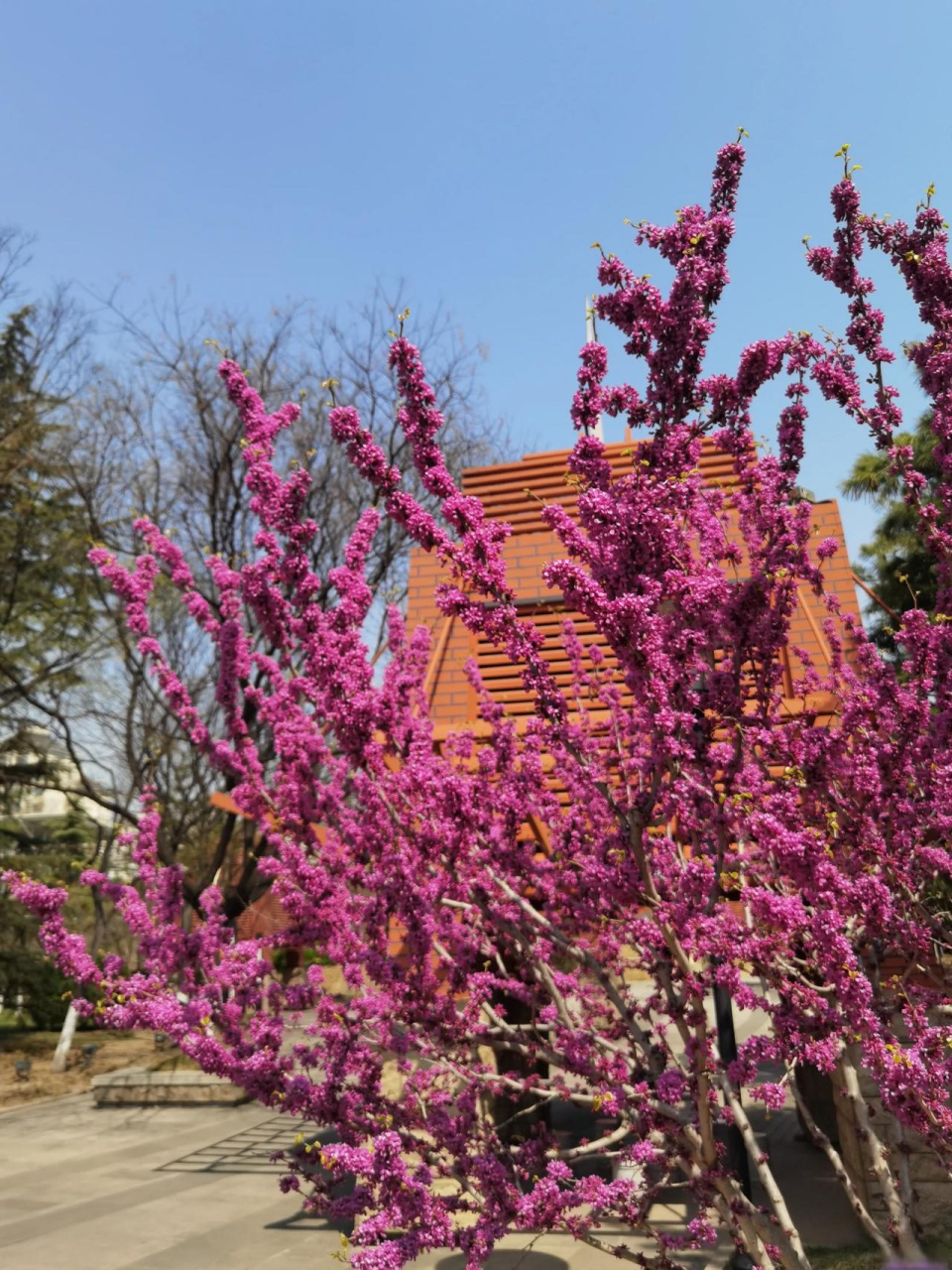 花海里的城阳(新天地广场)