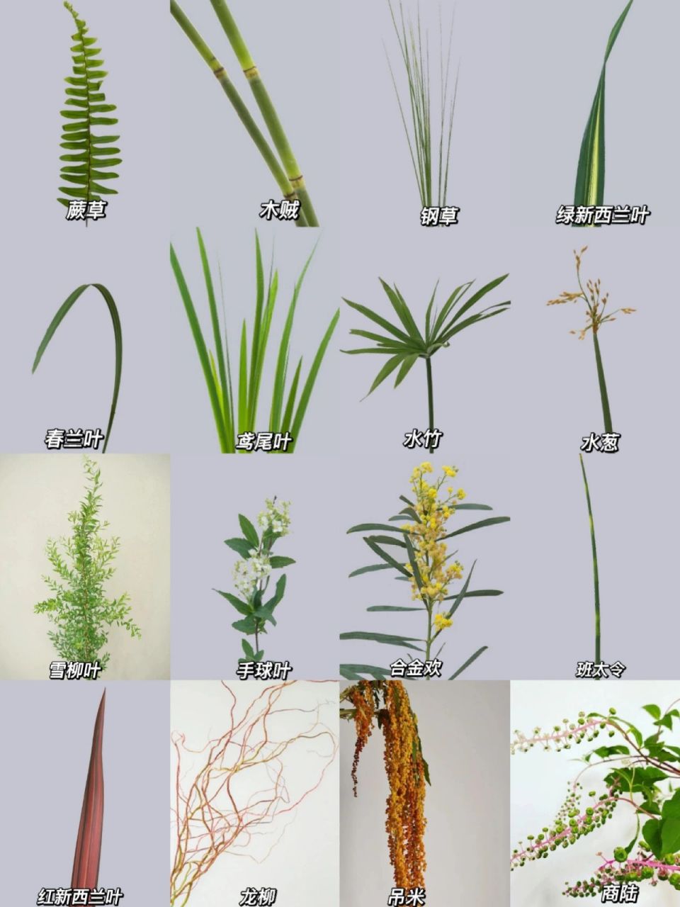 识花系列‖16款线条状叶材  生活总是两难.