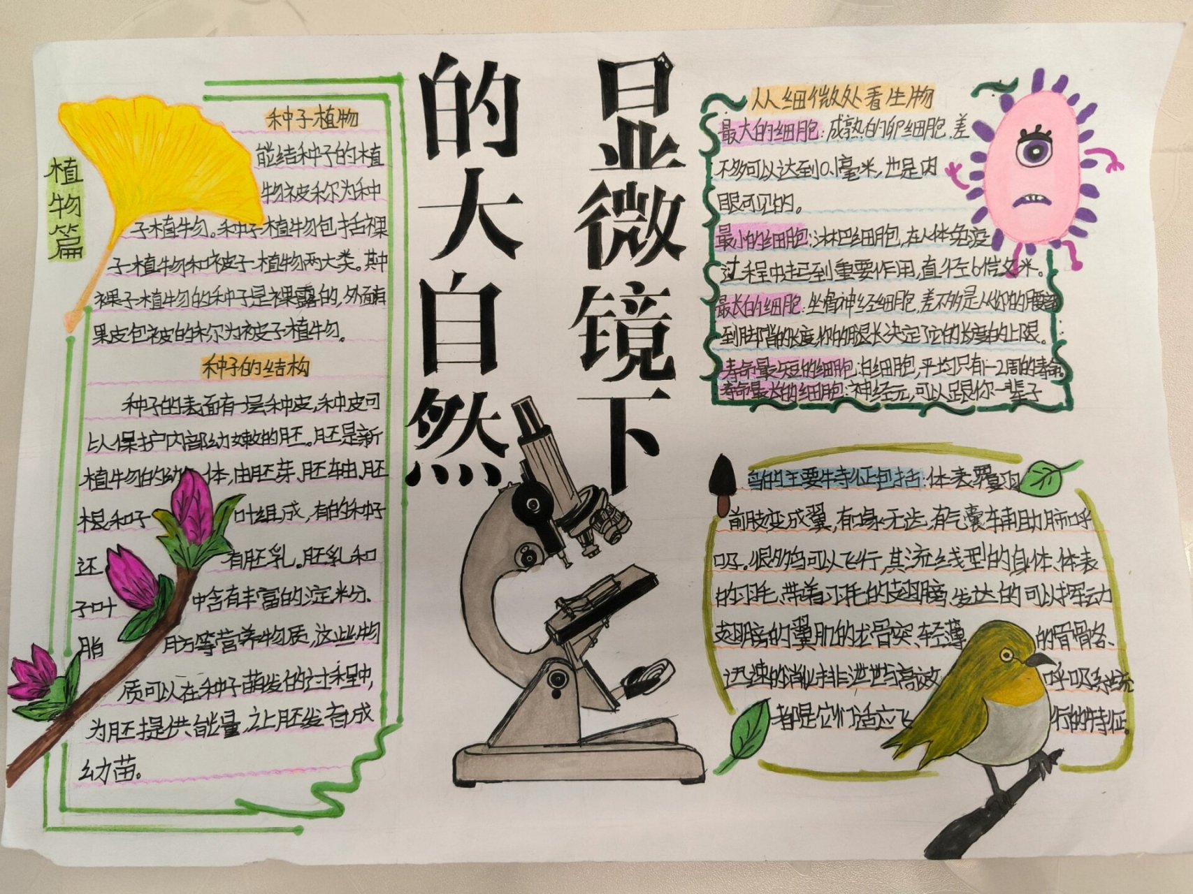 手抄报主题 《显微镜下的大自然》手抄报完成啦
