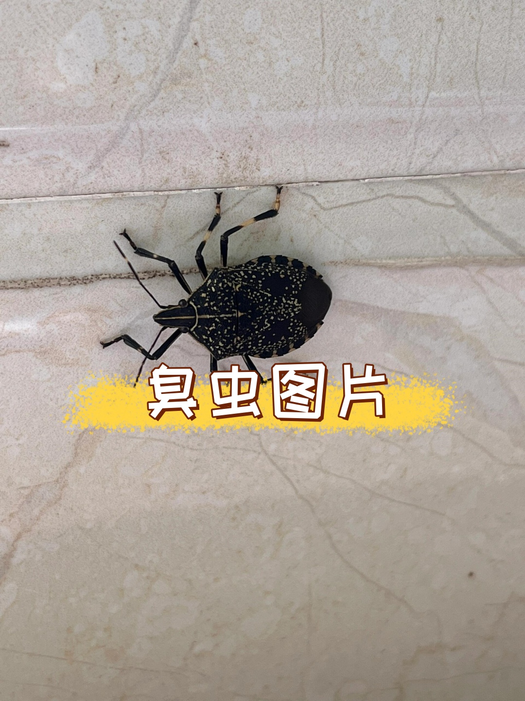 臭虫图片