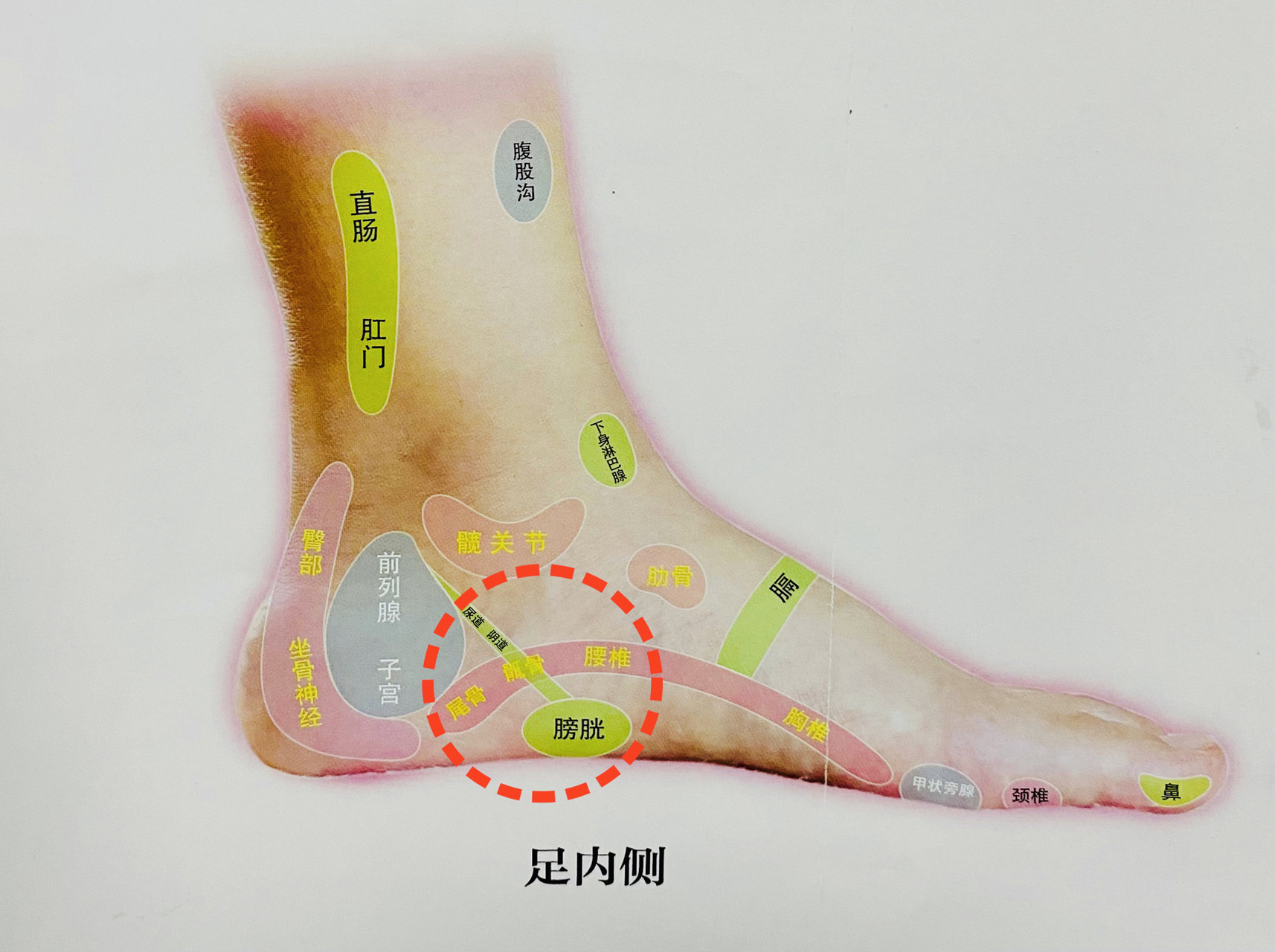 脚背学反射位图解大全图片