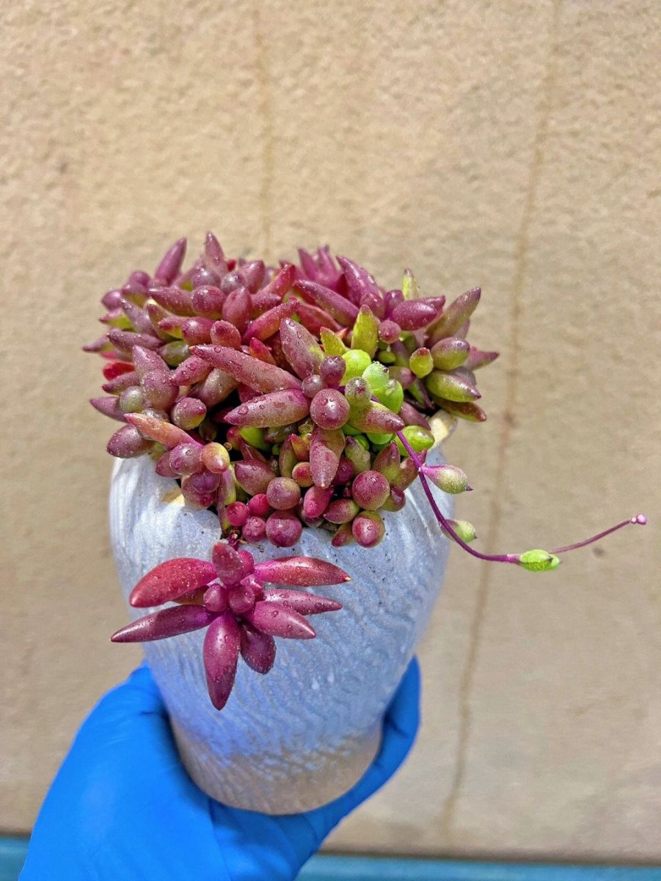 多肉紫玄月简介: 紫玄月是菊科厚敦菊属的多肉植物,原产于非洲南部,又