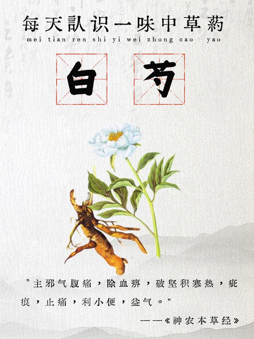 白芍导管图片图片