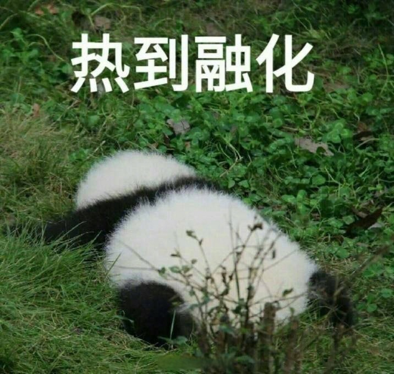 【#全国高温前十被四川和云南承包了#】#四川加速入