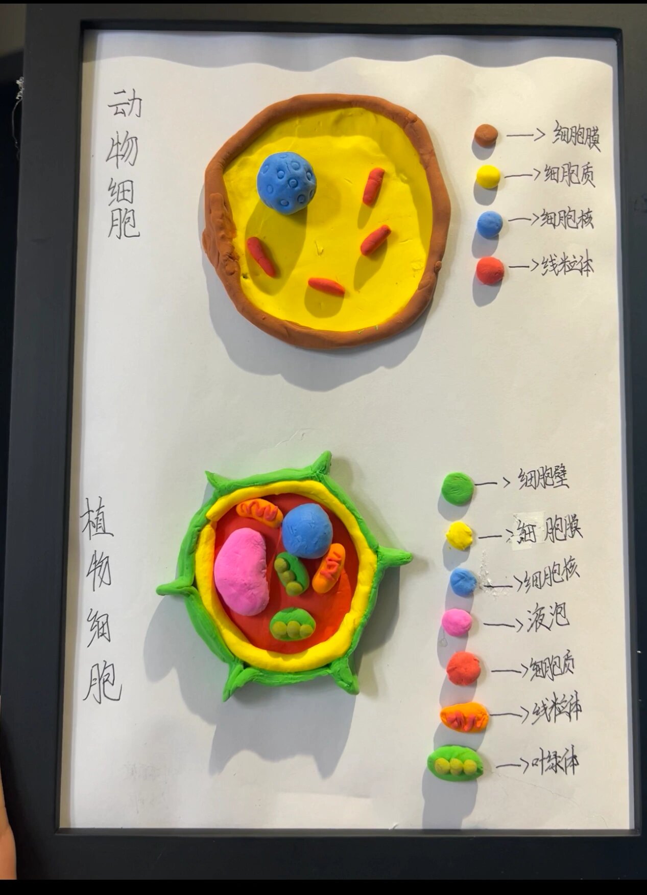 初一生物手工作业:动植物细胞模型