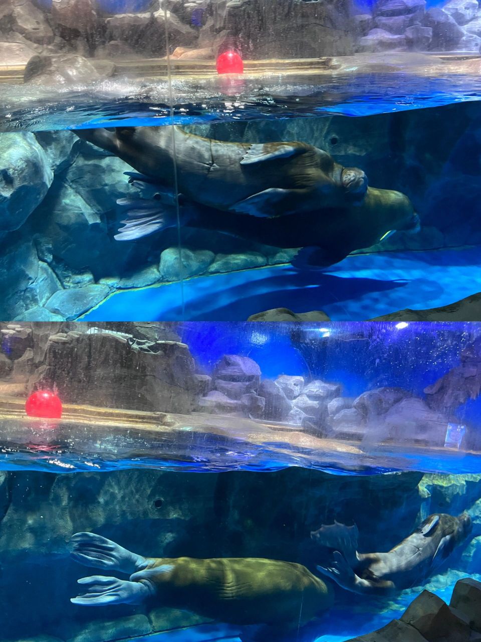 五一游玩首选芜湖新华联大白鲸海洋公园 五一假期还在为去哪里玩烦恼