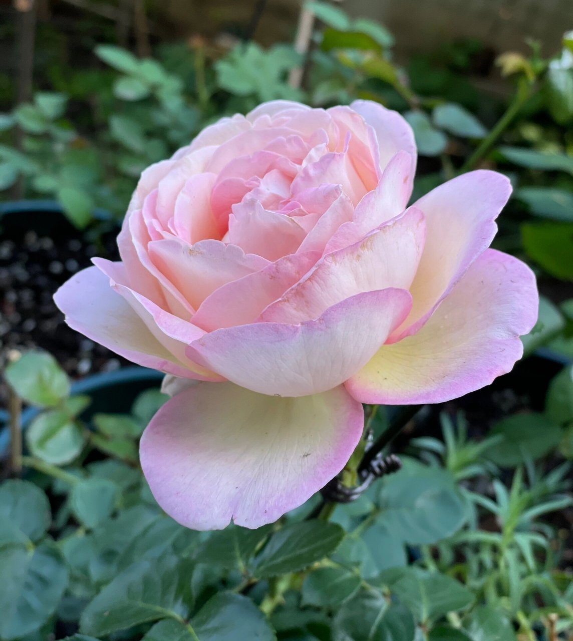 月季 樱花公主 公主真的超大一朵,大包子形状,枝干粗壮直立性确实很好