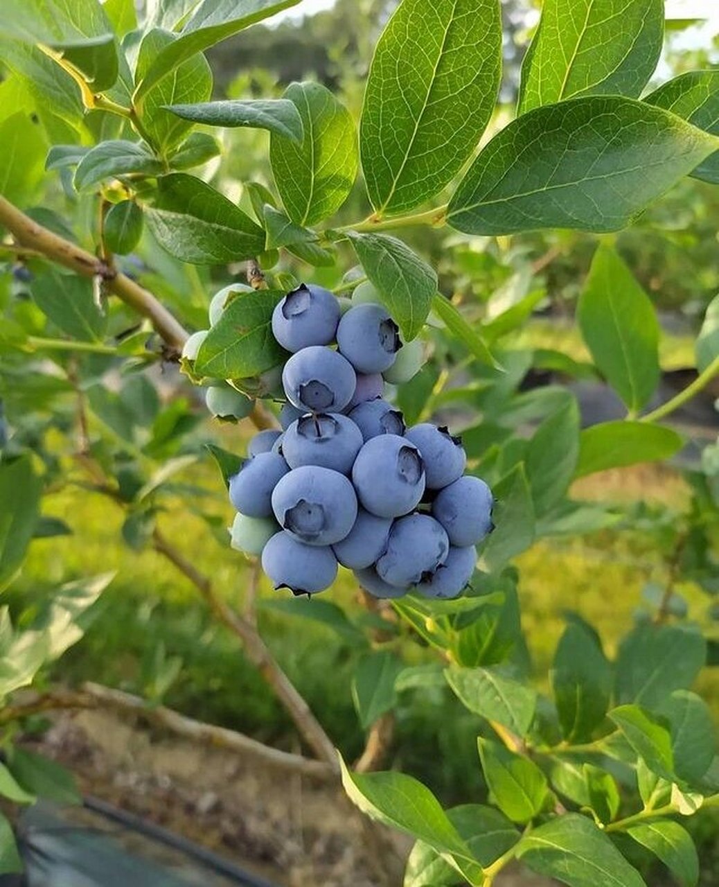 蓝莓串果品种推荐 蓝莓串果品种推荐:法新 智利杜克 莱格西 瑞卡 l .