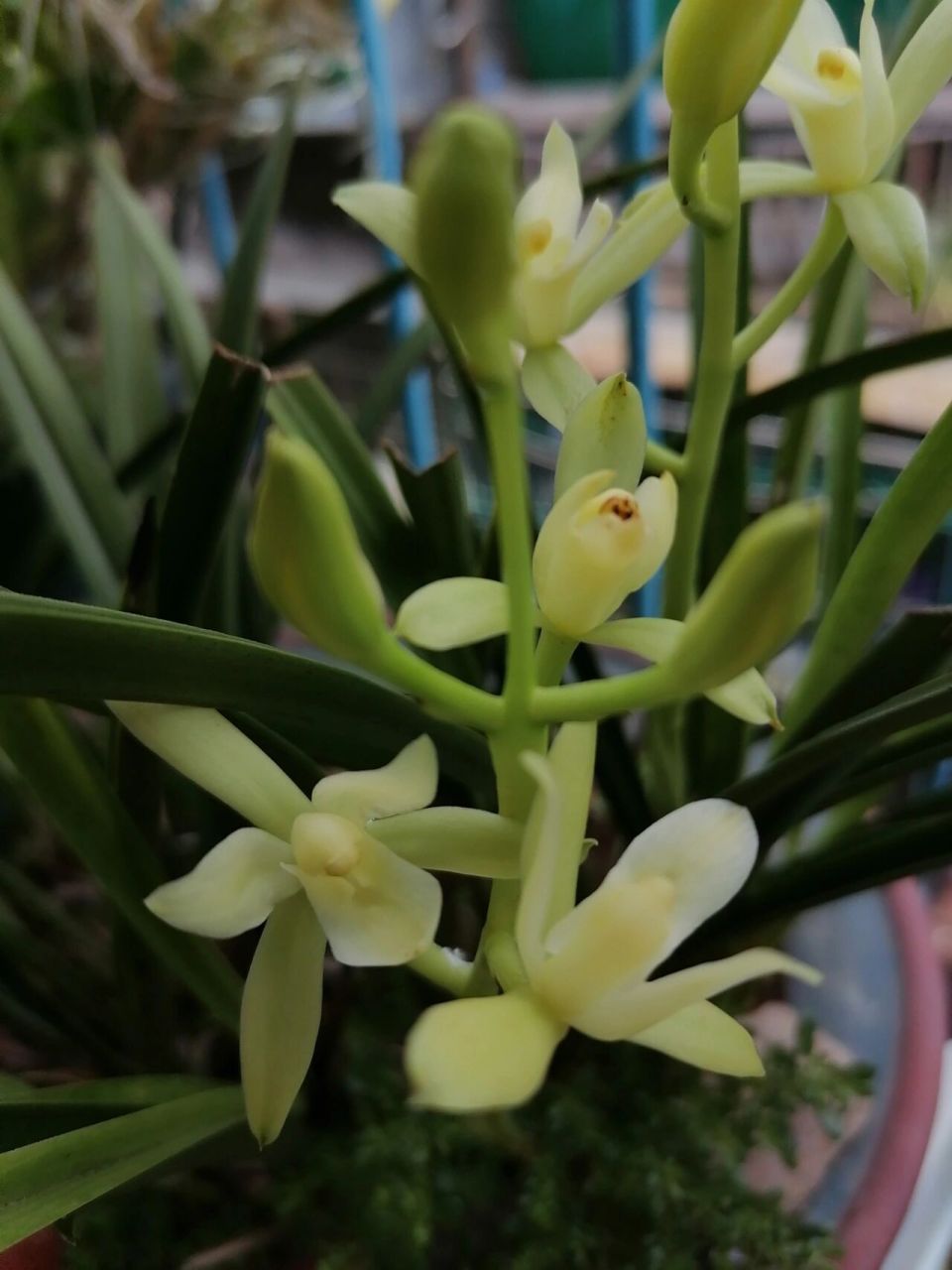 立秋开的兰花—铁骨素 立秋了,那么盛夏的话 ,我们秋天继续说.