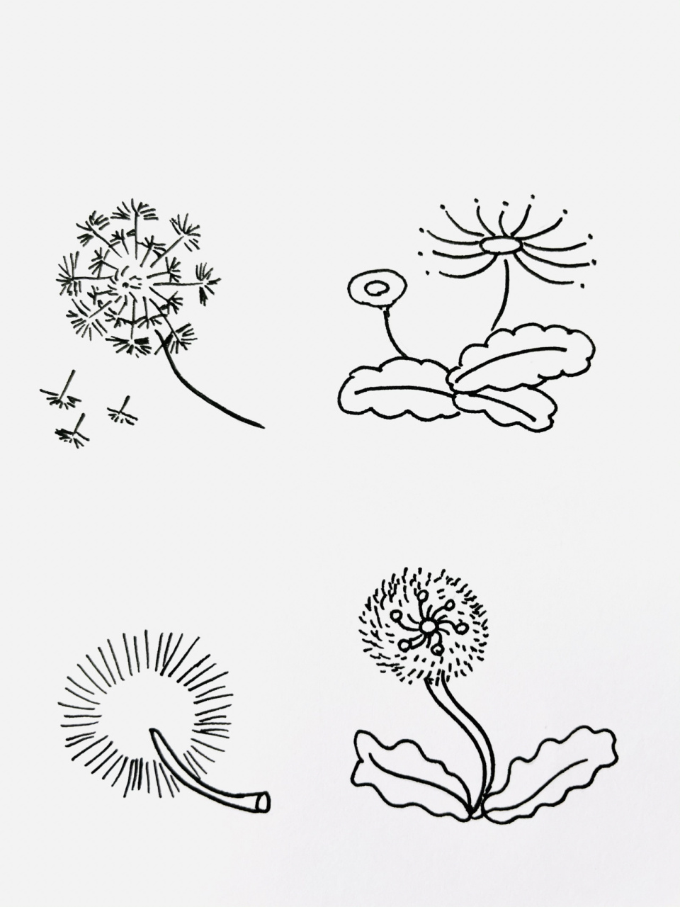 【简笔画】蒲公英94 分享一组植物类简笔画—蒲公英 还喜欢什么