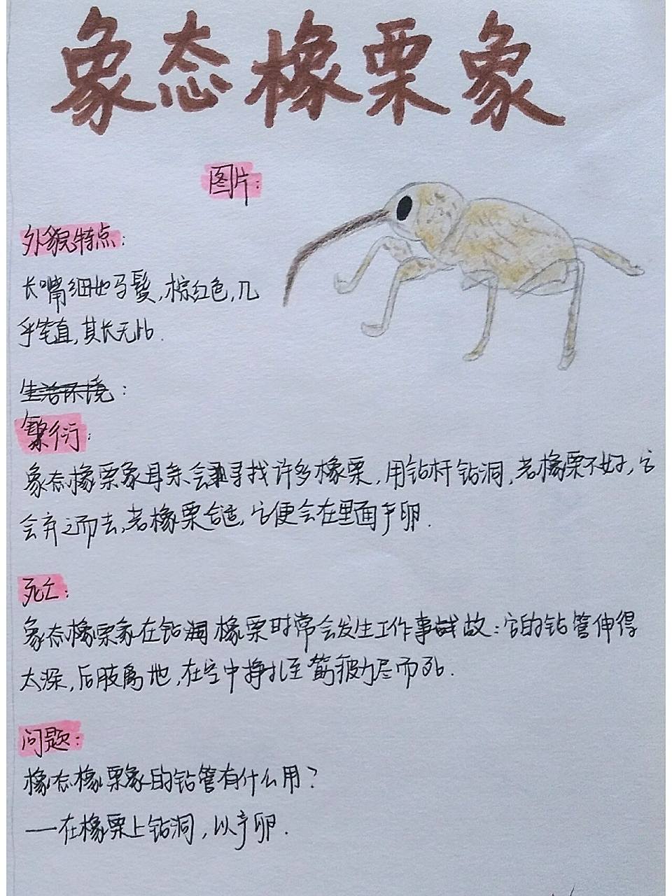 《昆虫记》昆虫名片 绿蝈蝈,象态橡栗象昆虫名片