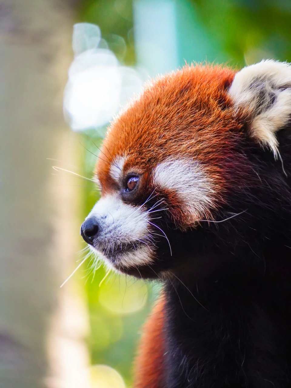 北京野生动物园里萌翻天的小熊猫 如果将全球的萌物进行一次排行,小