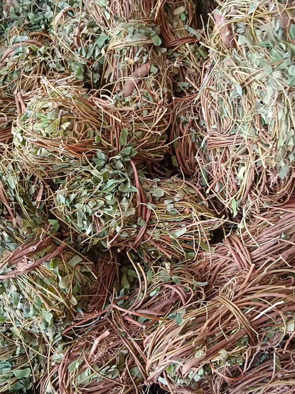 野生鸡骨草 野生鸡骨草也叫护肝草 功效特别全面,清热解毒,护肝保肝