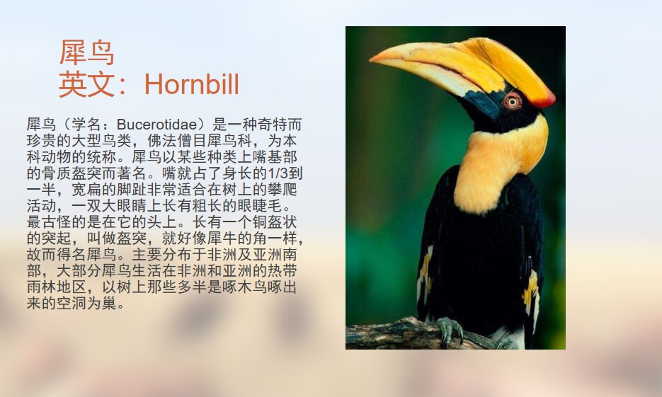 生物物语-犀鸟 犀鸟以某些种类上嘴基部的骨质盔突而著名.
