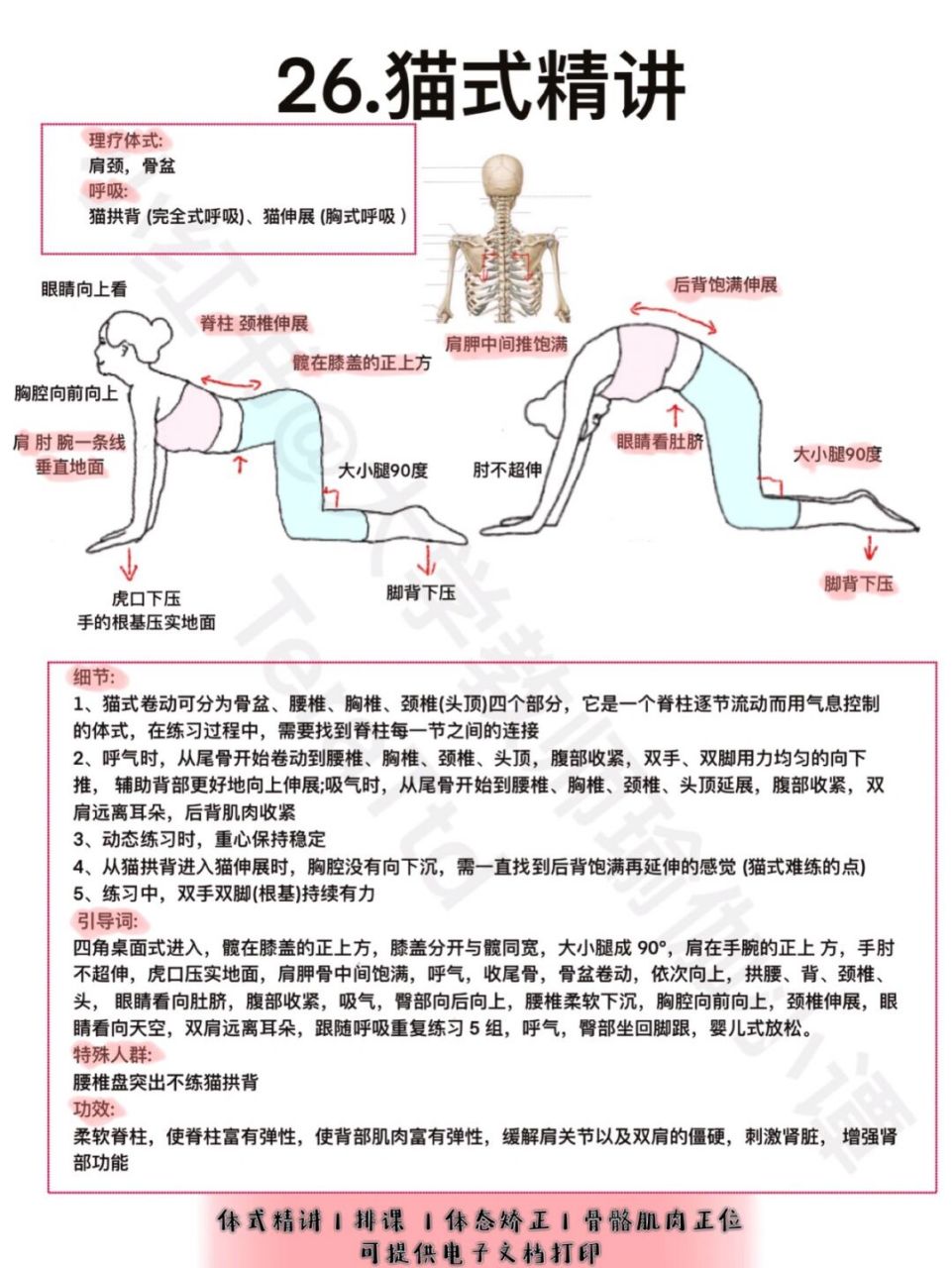 瑜伽教培笔记|瑜伽体式—猫式精讲,理疗体式 99细节: 1,猫式卷动可