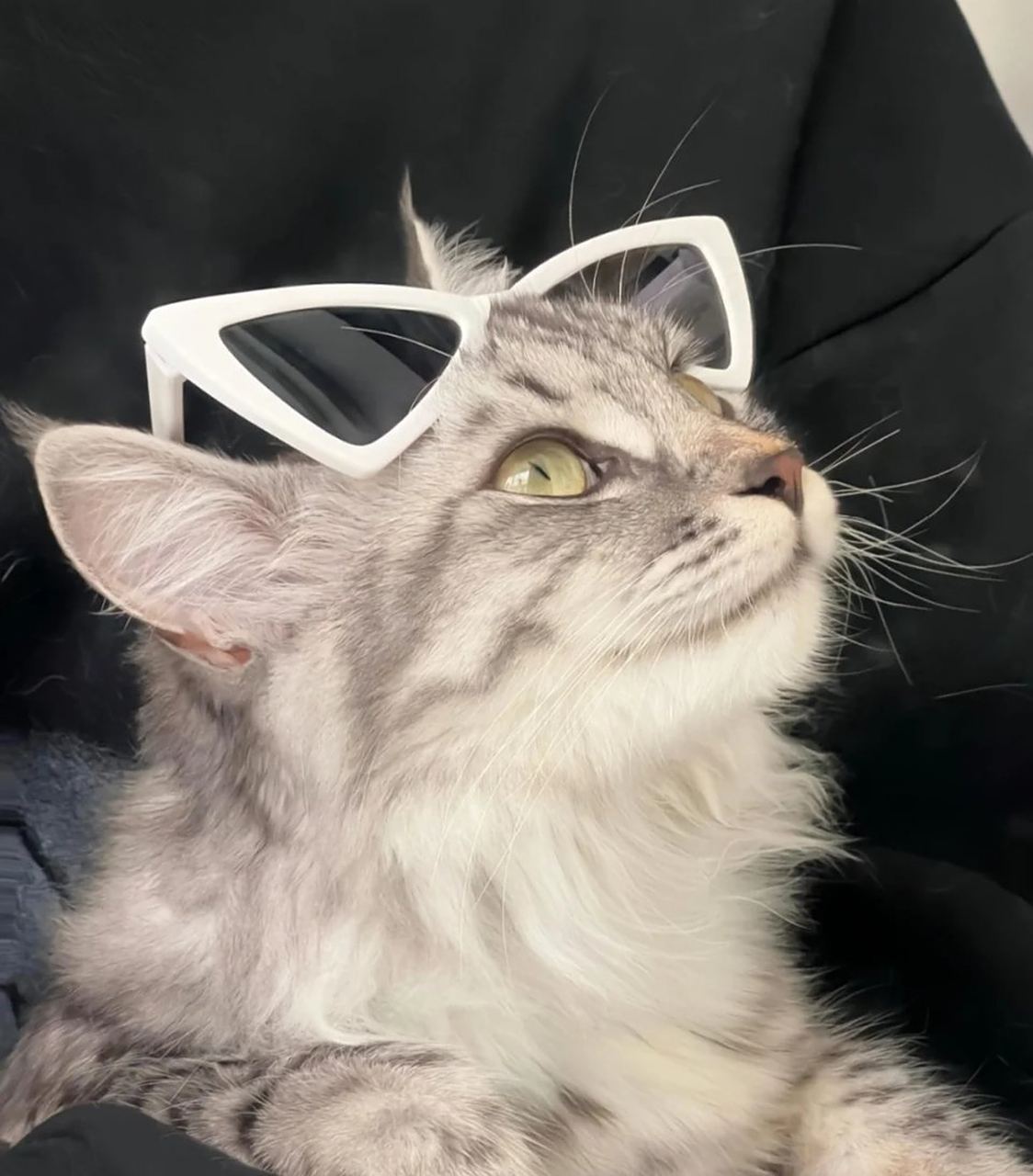 这只帅猫猫,真的帅到了我心巴