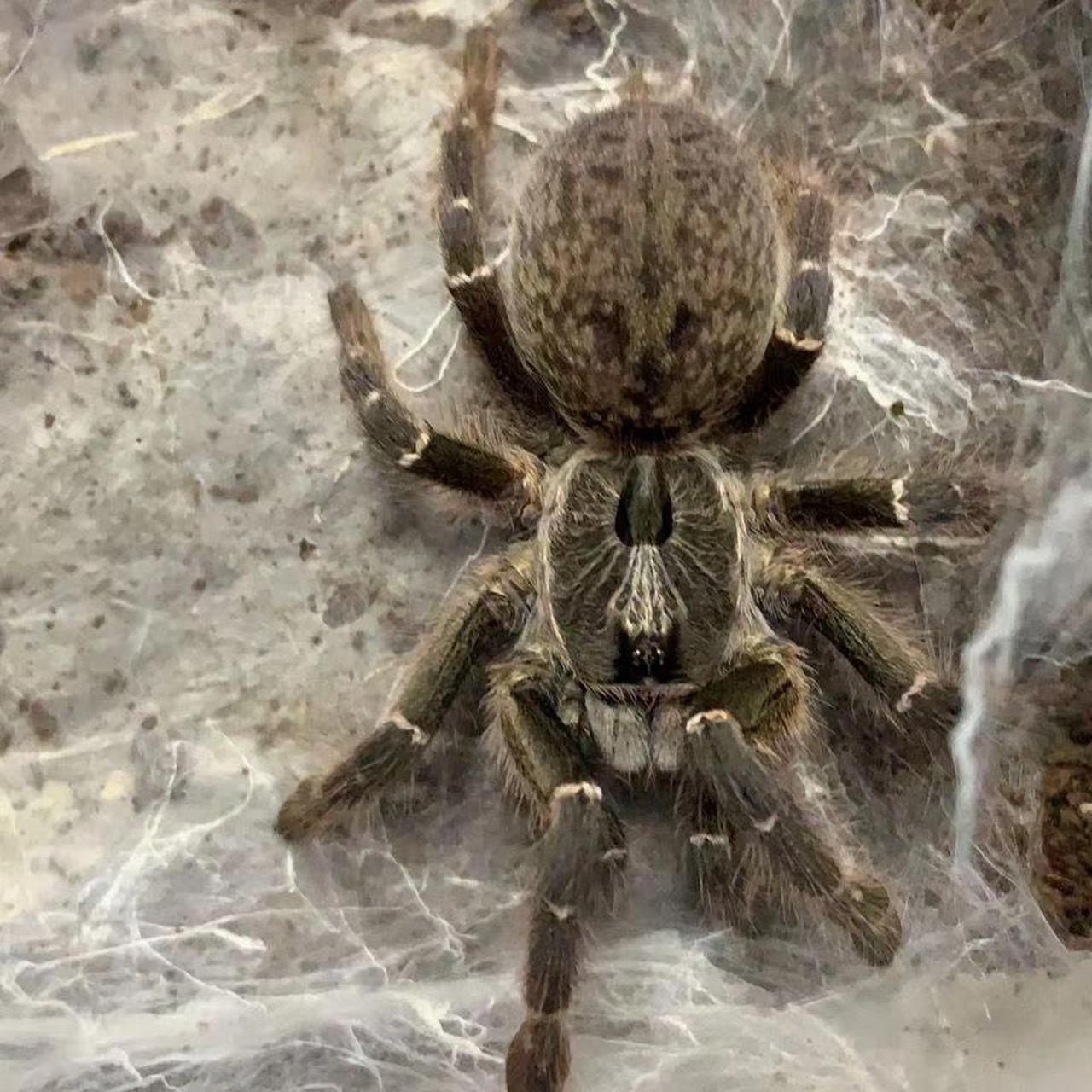 今天呢,我来个大家说一下如何饲养蜘蛛  	 借鉴请提前告知 蜘蛛对环境