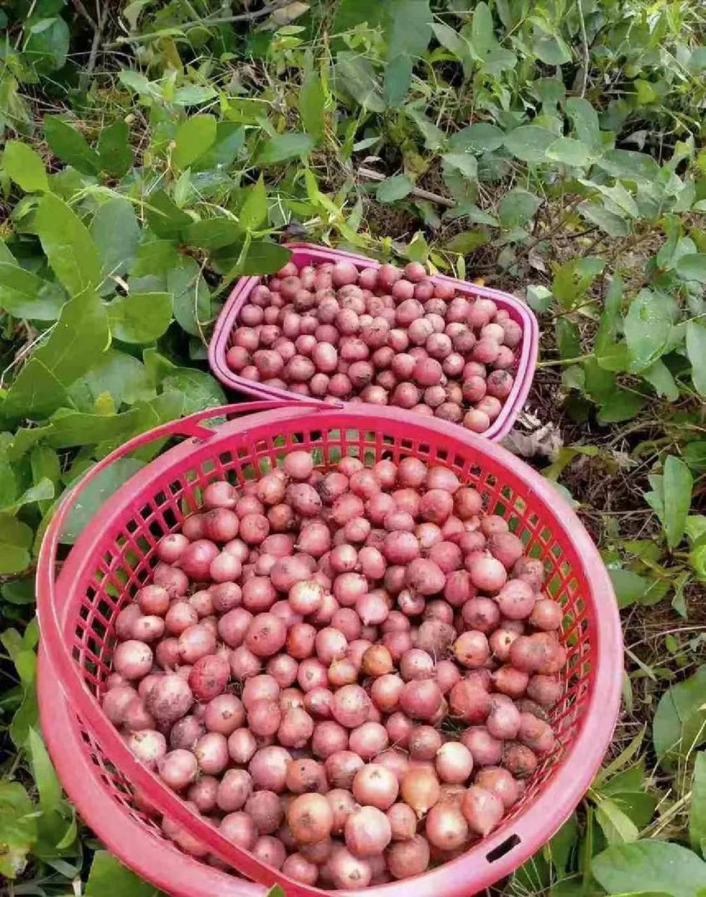 很甜,长在地里藤上 有小伙伴知道这种野果子的学名叫什么吗?