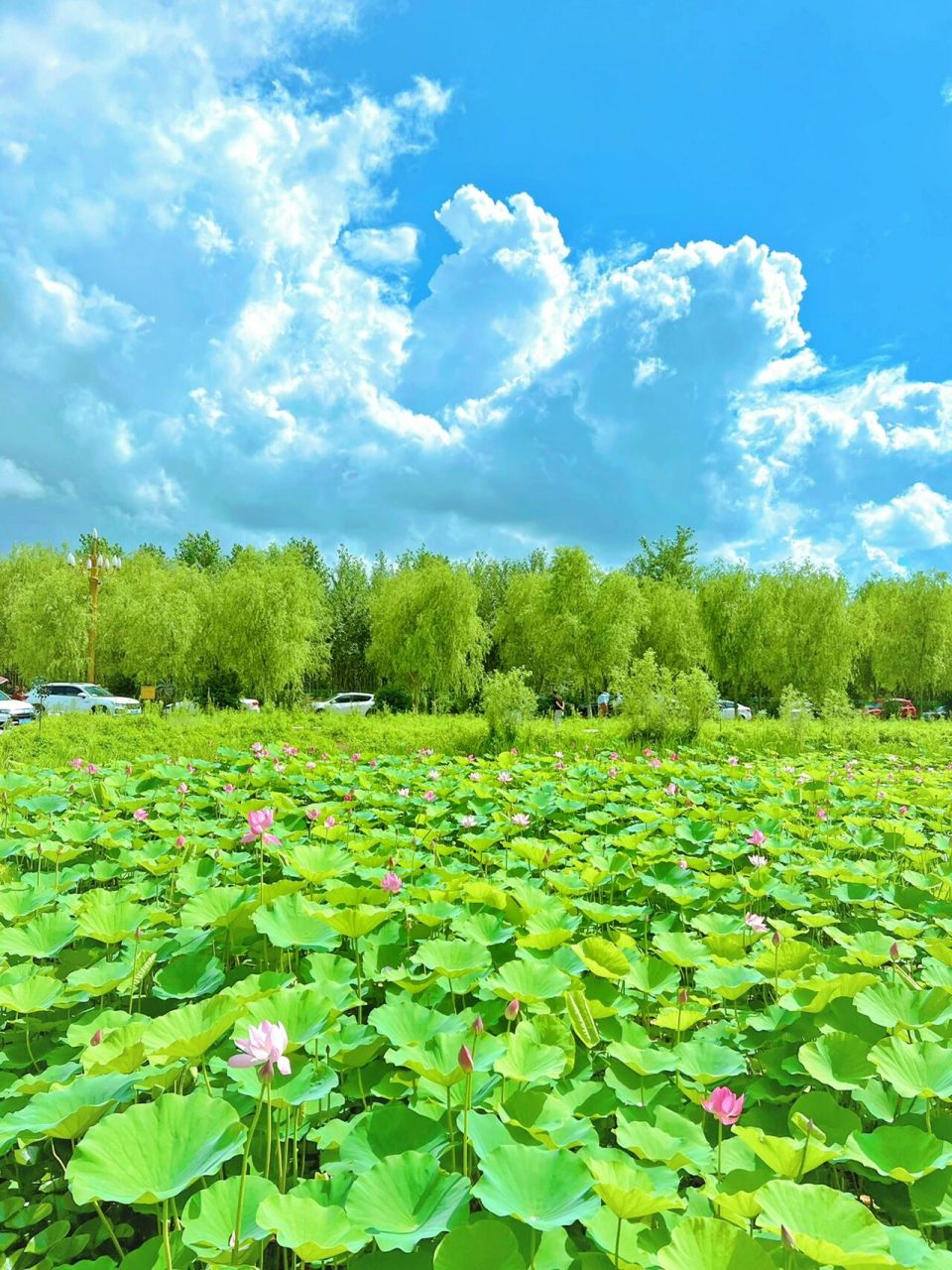 打卡齐齐哈尔梅里斯湖风景区 从市里开车到梅里斯湖大概半个小时