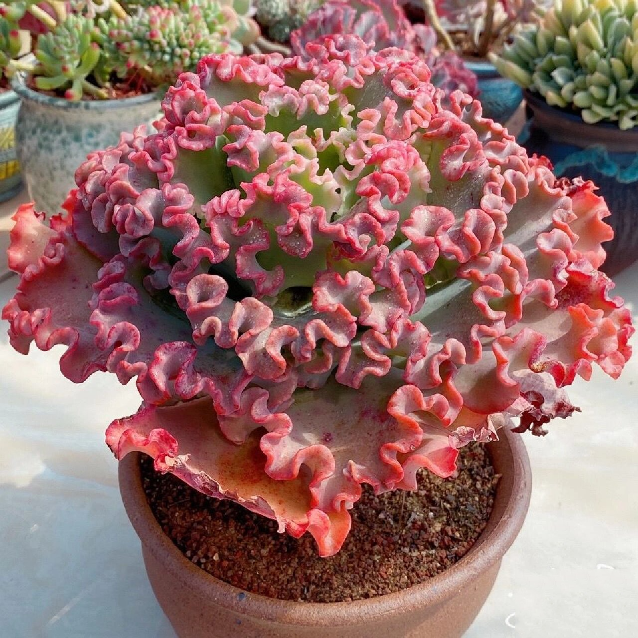 96每天认识一种多肉9415596女王花笠 95形态特征 女王花笠