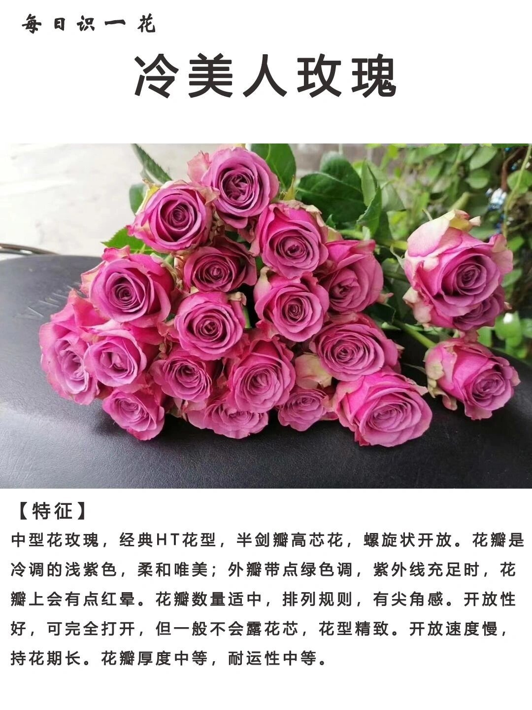 紫美人玫瑰花语图片