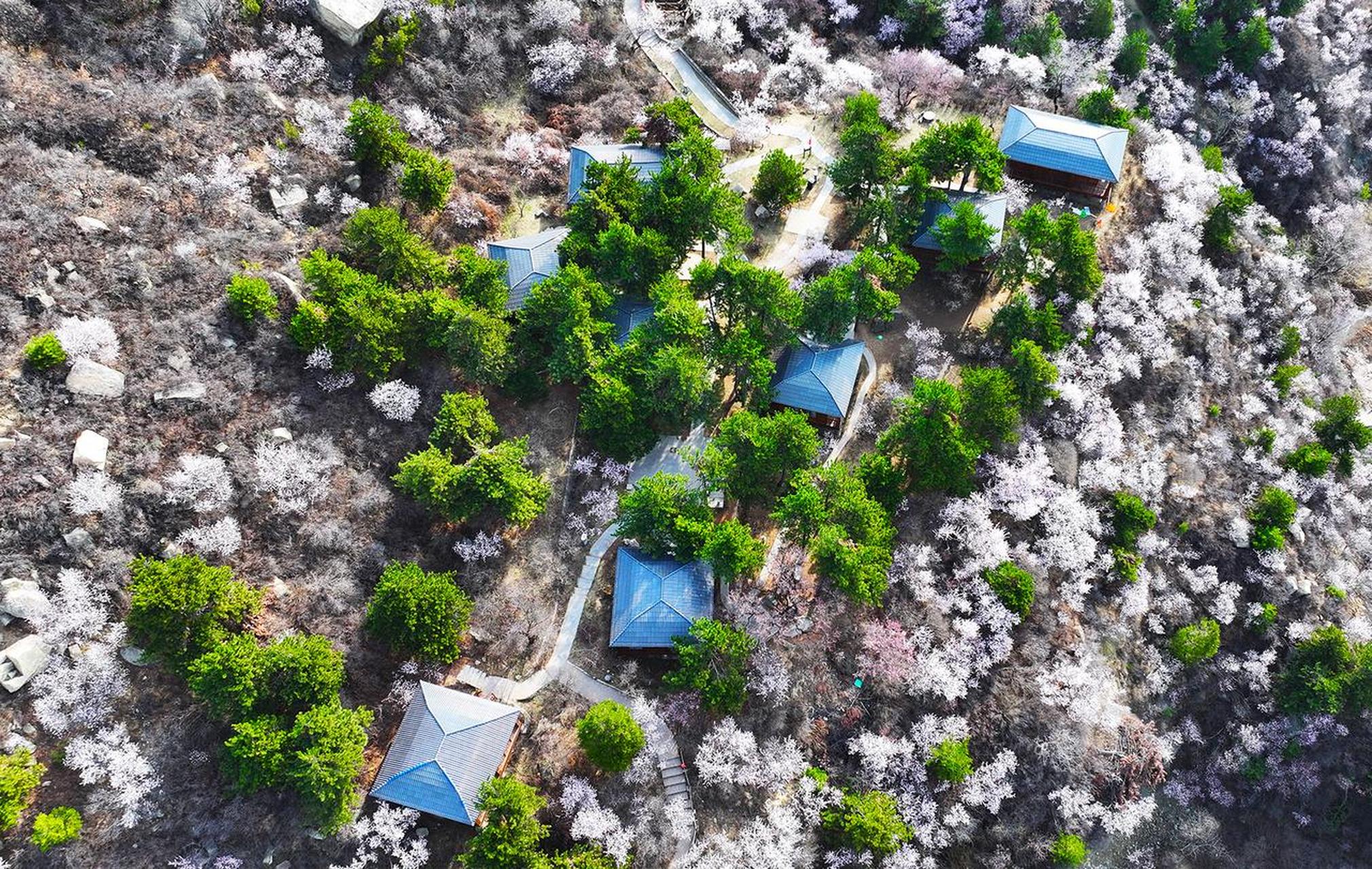 太原头条太原【桃花沟里春光美】  4月6日,太原市万柏林区桃花沟景区