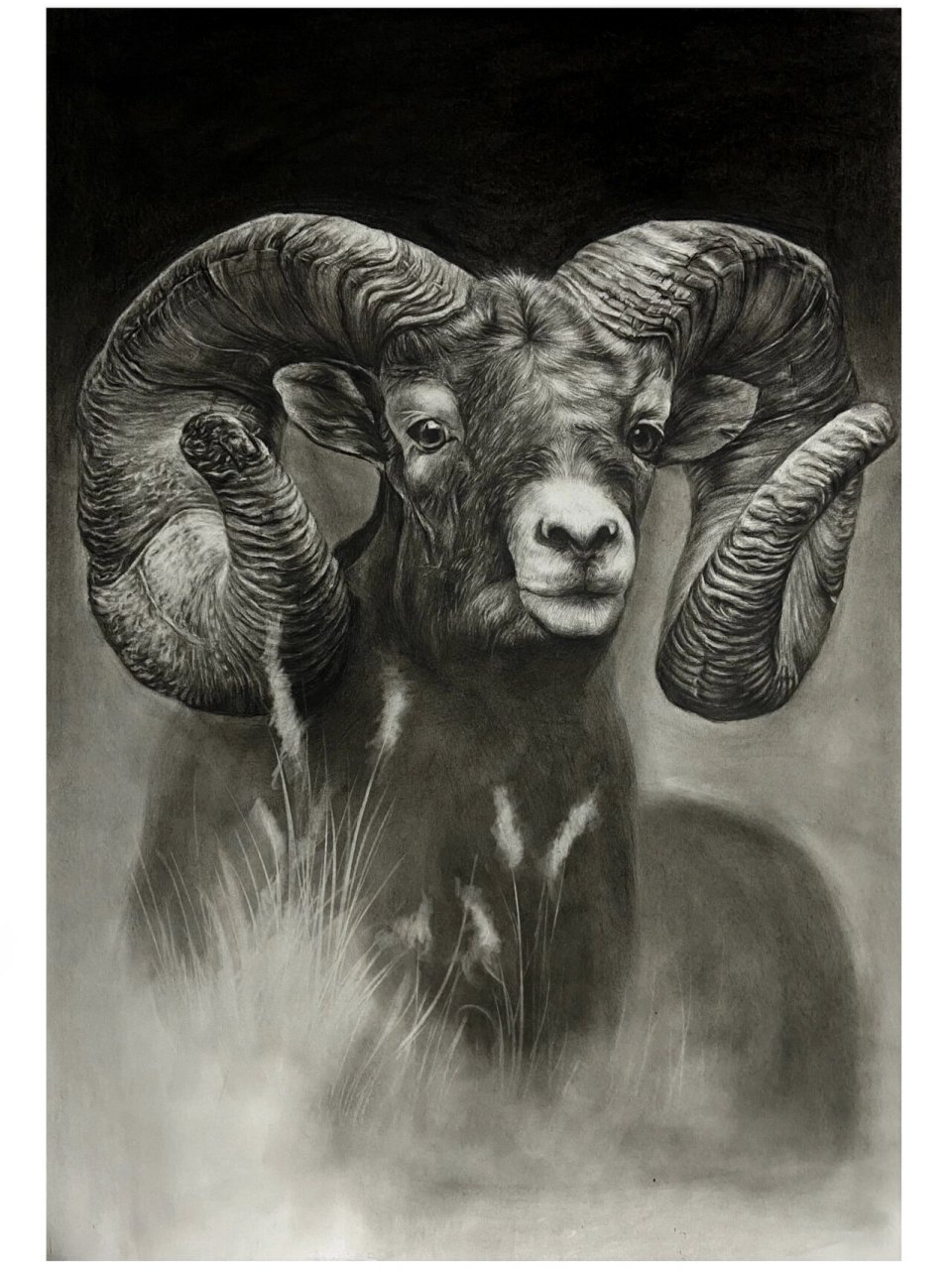落基山大角羊原来长这样! 写实素描,#绘画过程# #小红书助手