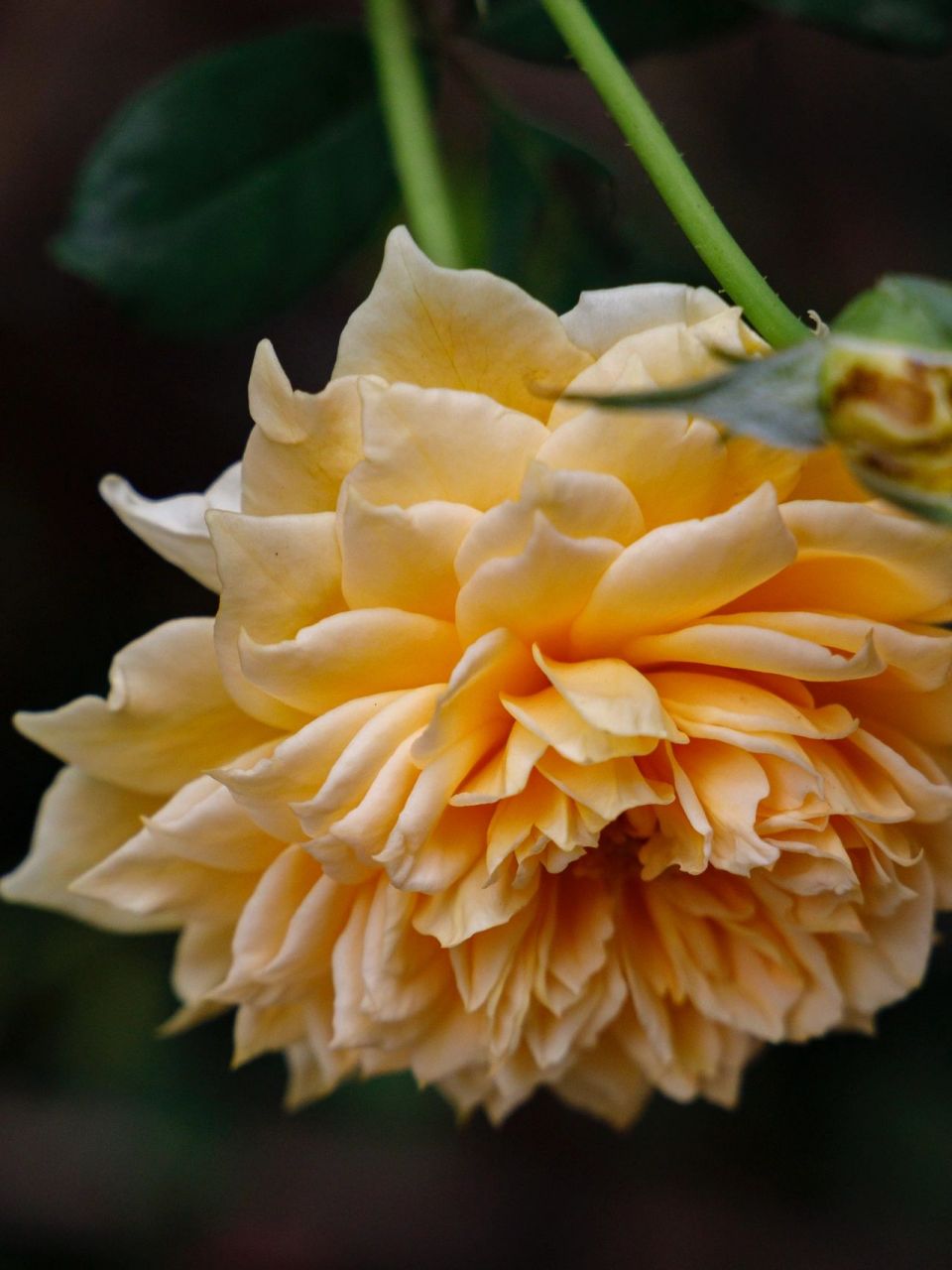 橙色月季|冬日里的暖色调,温暖的一见倾心 经常路过的一处小院,今天有