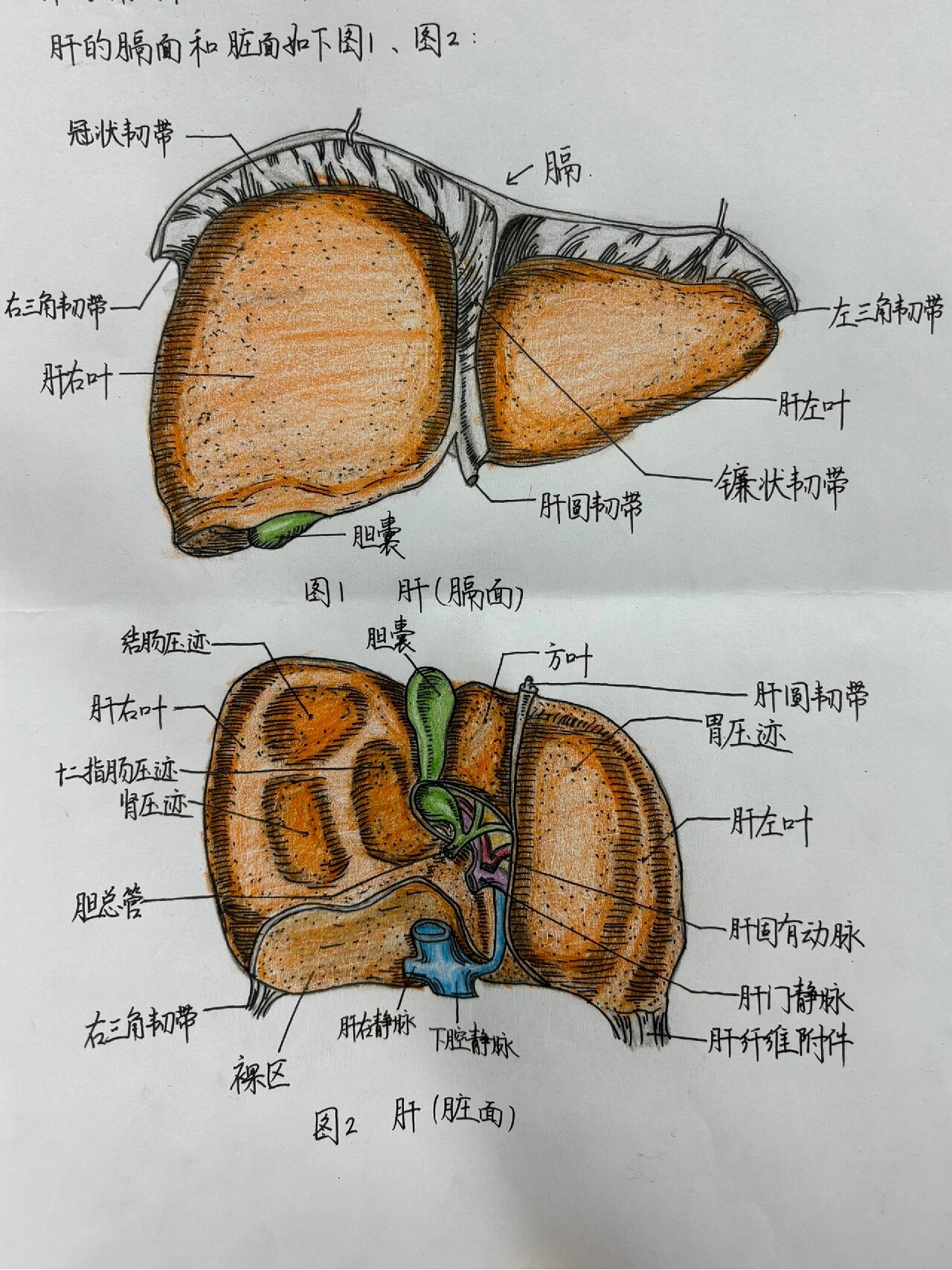 解剖学手绘