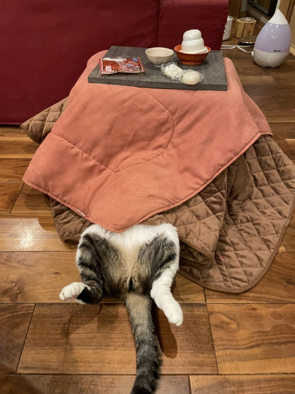 猫猫盖被子睡觉,要么头热要么屁股热
