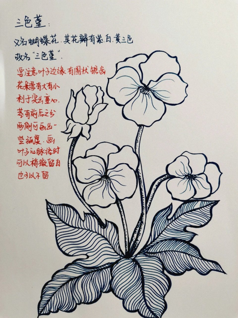 蝴蝶花的样子 画法图片