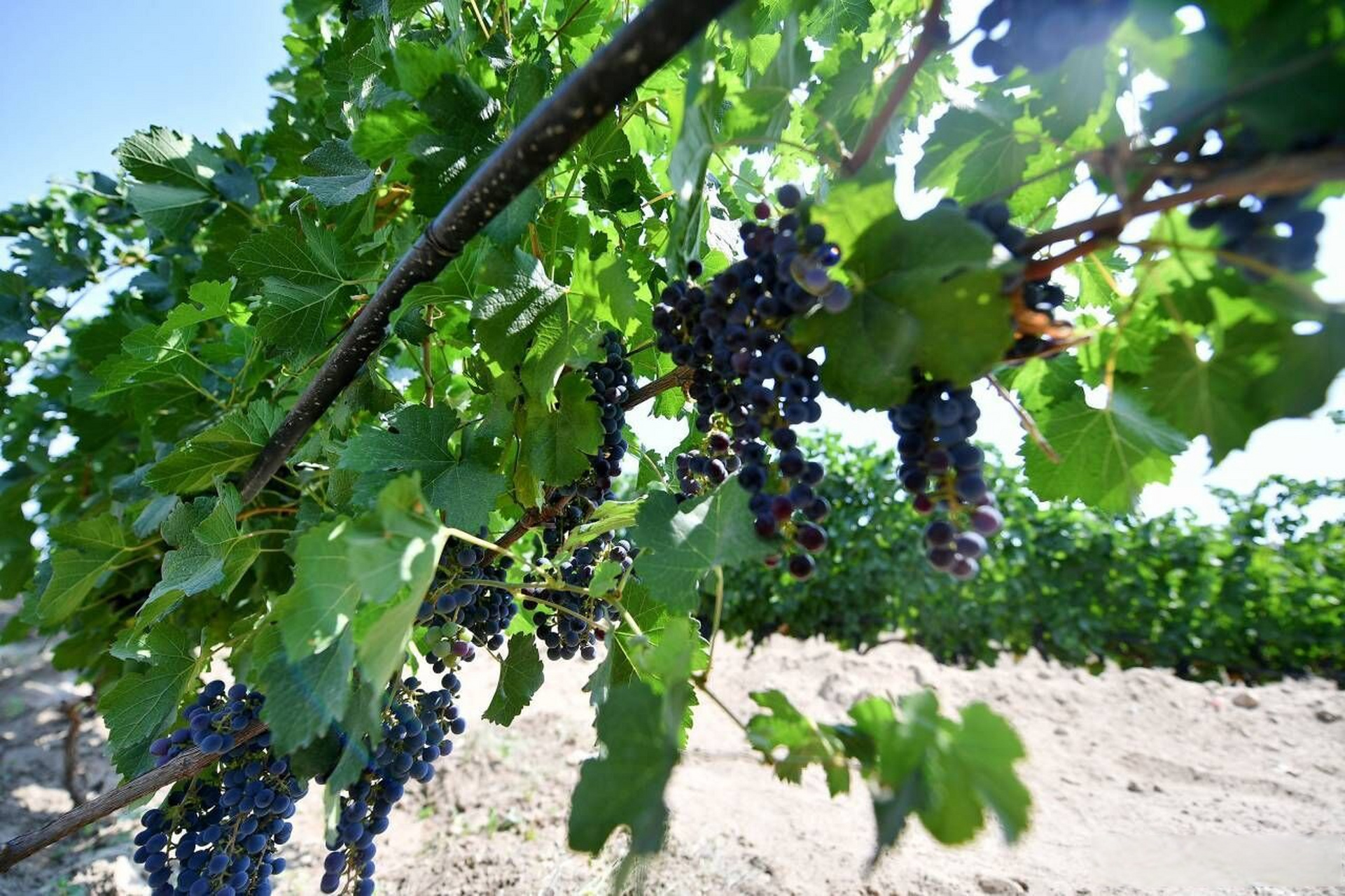 【贺兰山东麓酿酒葡萄进入成熟期】8月10日,在西夏区镇北堡镇卓德酒庄