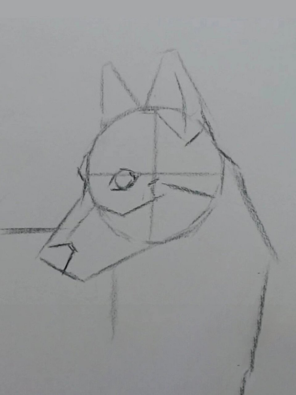 超可爱狼92素描步骤详解00 #零基础学画画# #素描# #素描动物