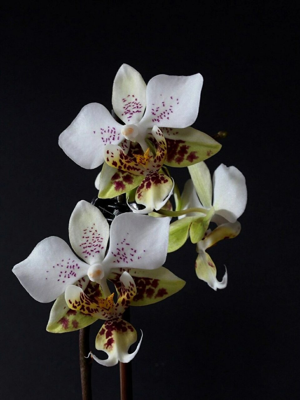 12史塔基蝴蝶兰 82一,简述整理 phalaenopsis stuartiana(发表于